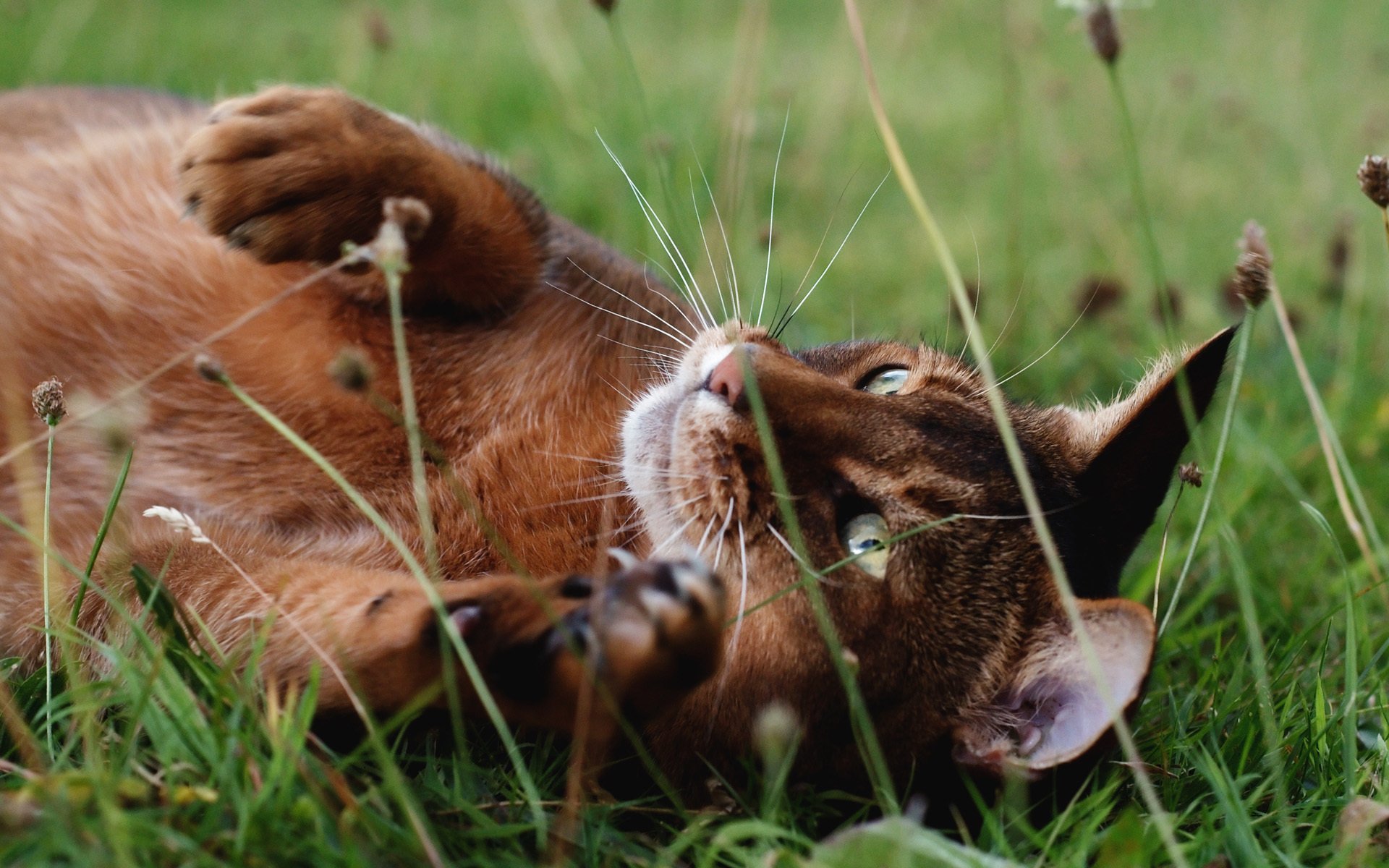 kote katze gras natur