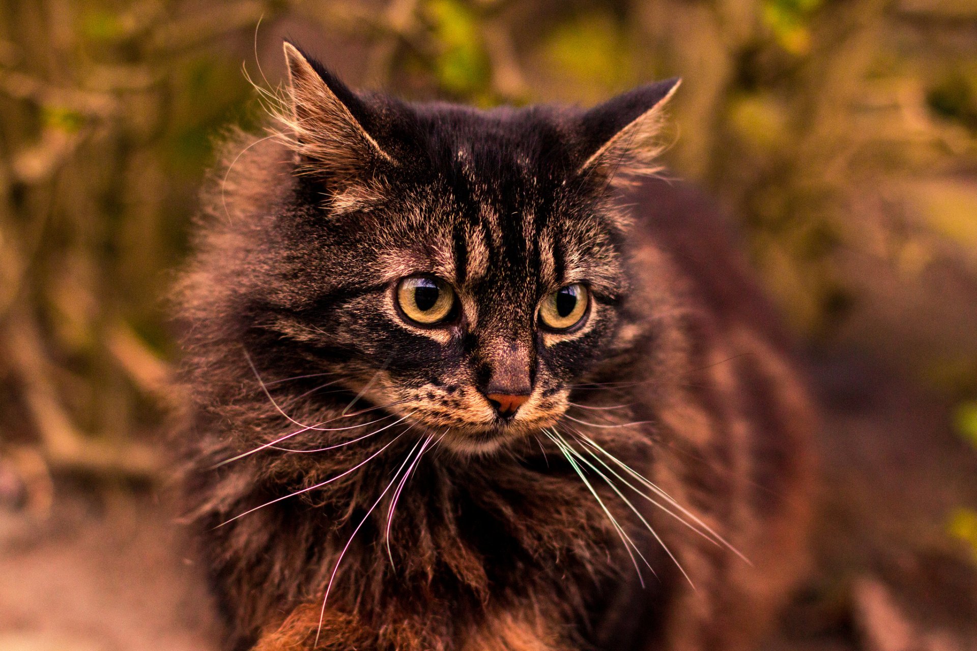 cat cat gray fluffy look background portrait