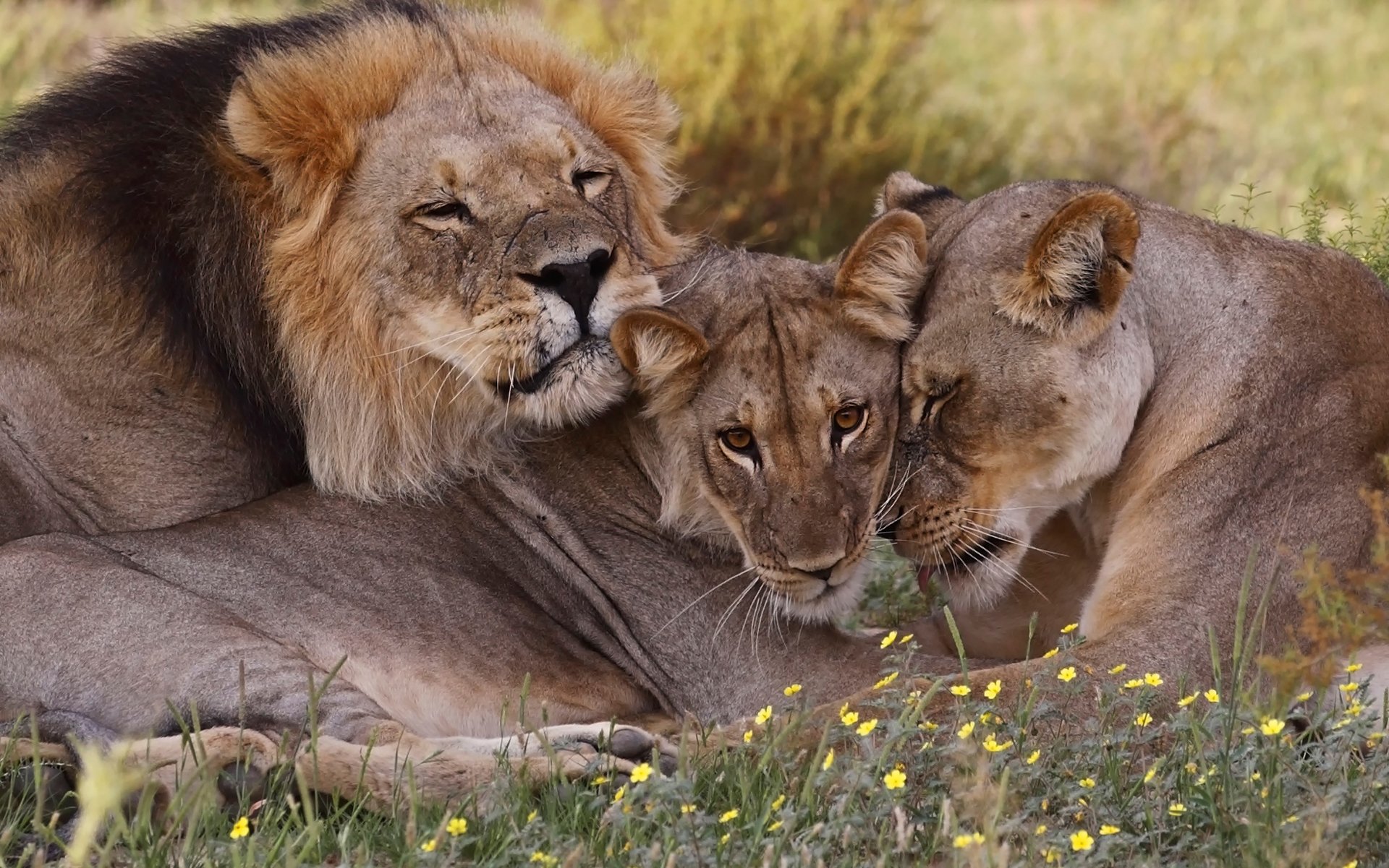 outh africa lions family wildlife