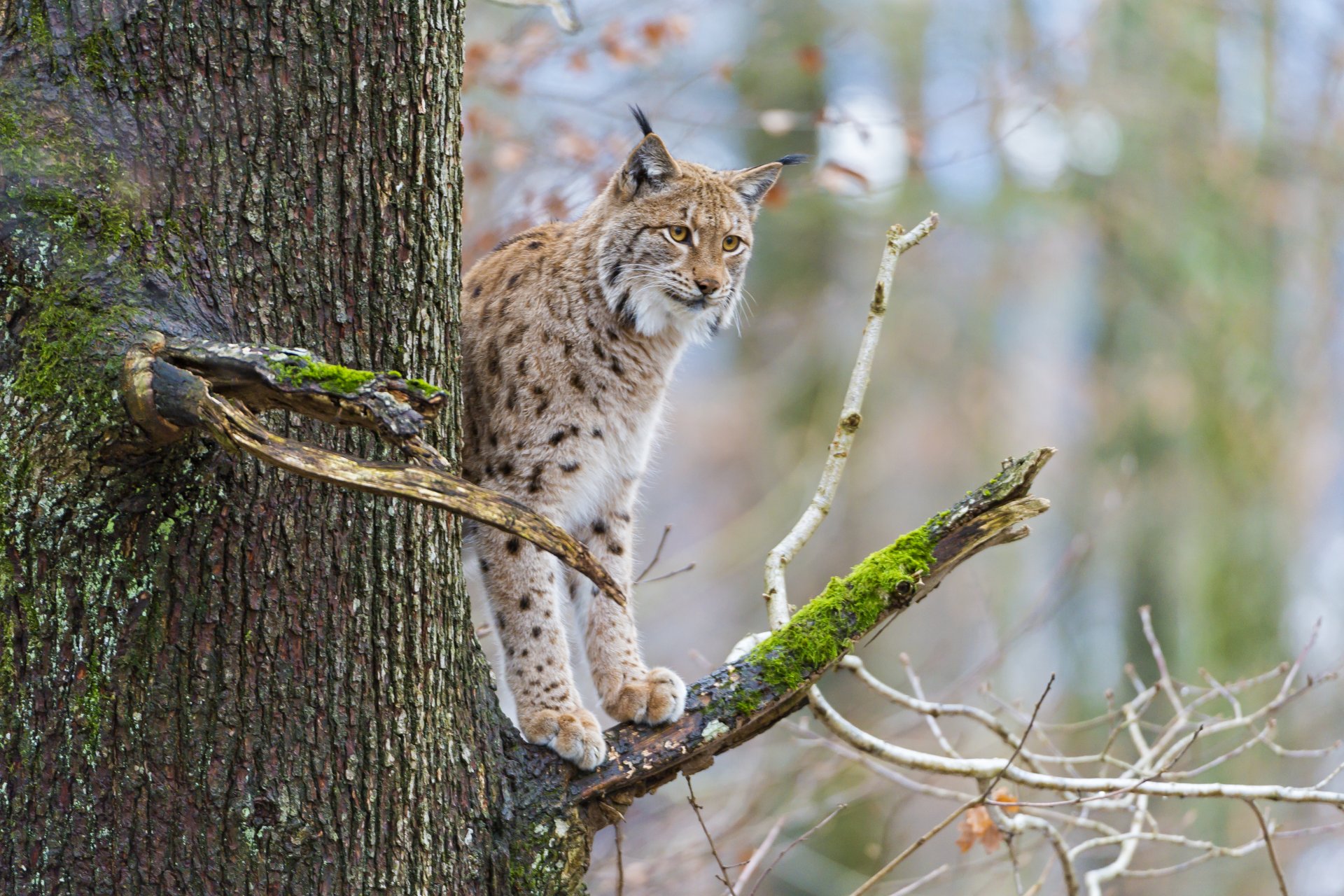 lince gato árbol rama musgo ©tambako the jaguar