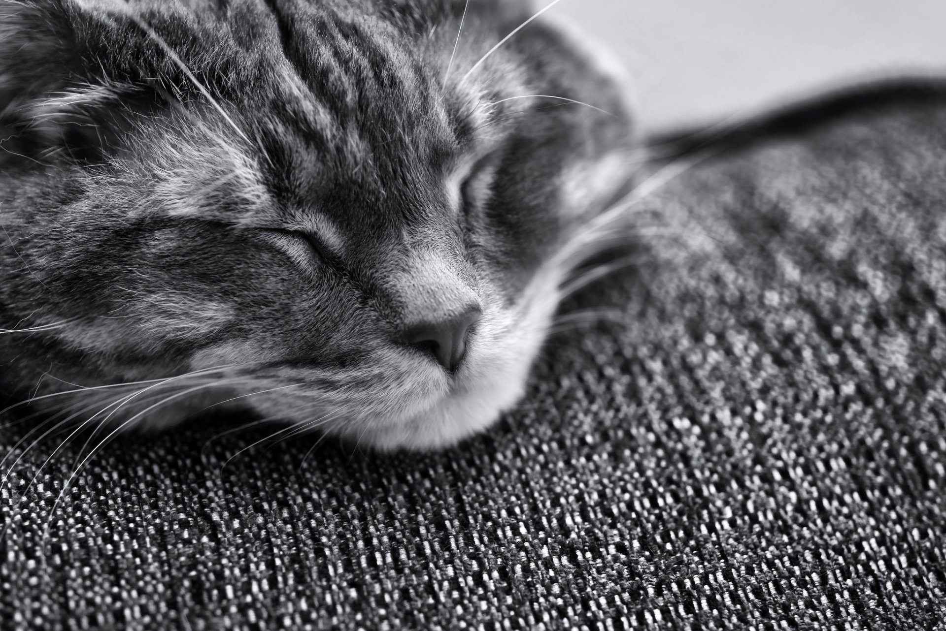 gatto gatto addormentato muso muso bianco e nero