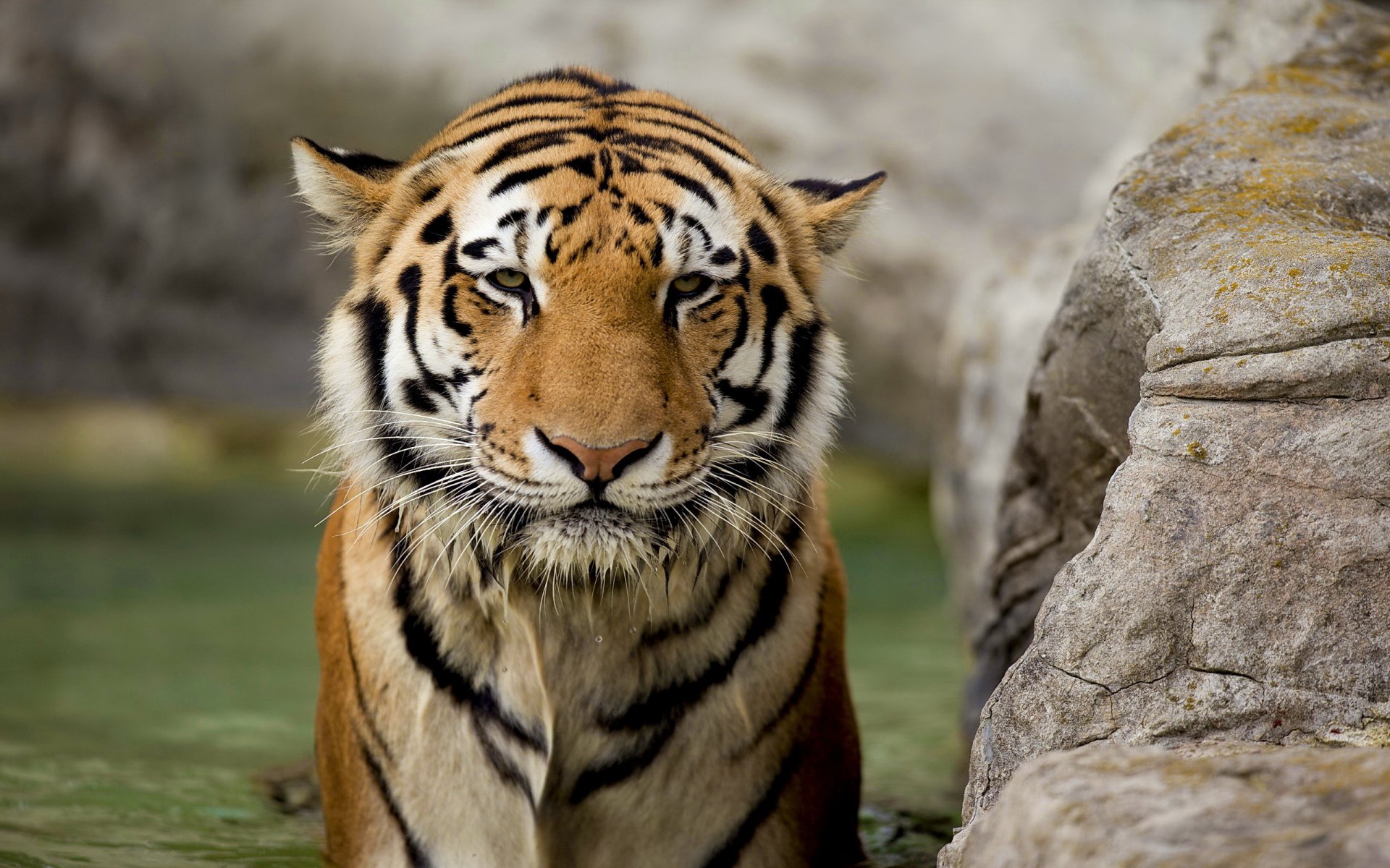 tigre hocico mirada mojado depredador