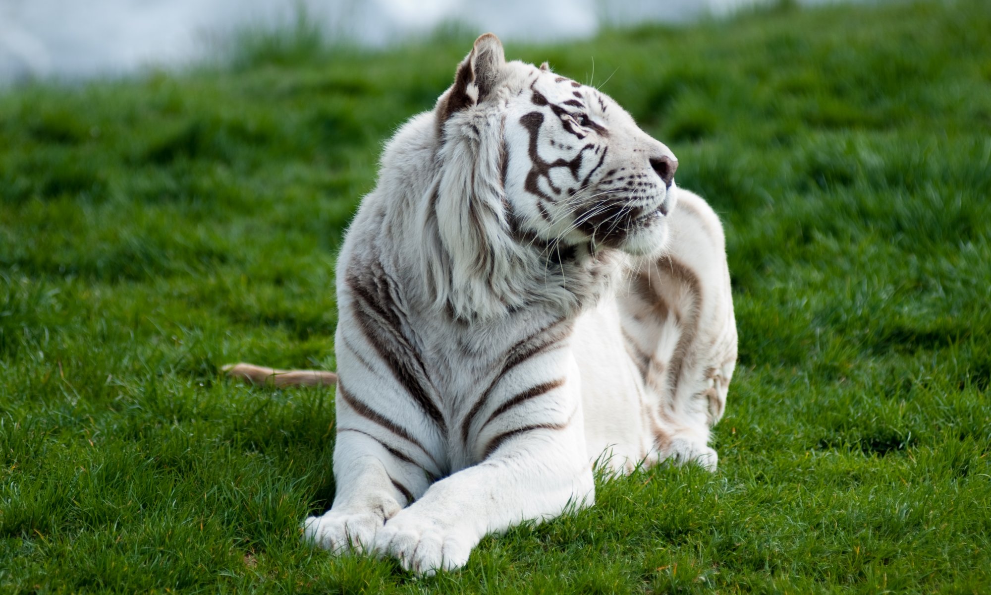 tigre blanco hierba depredador