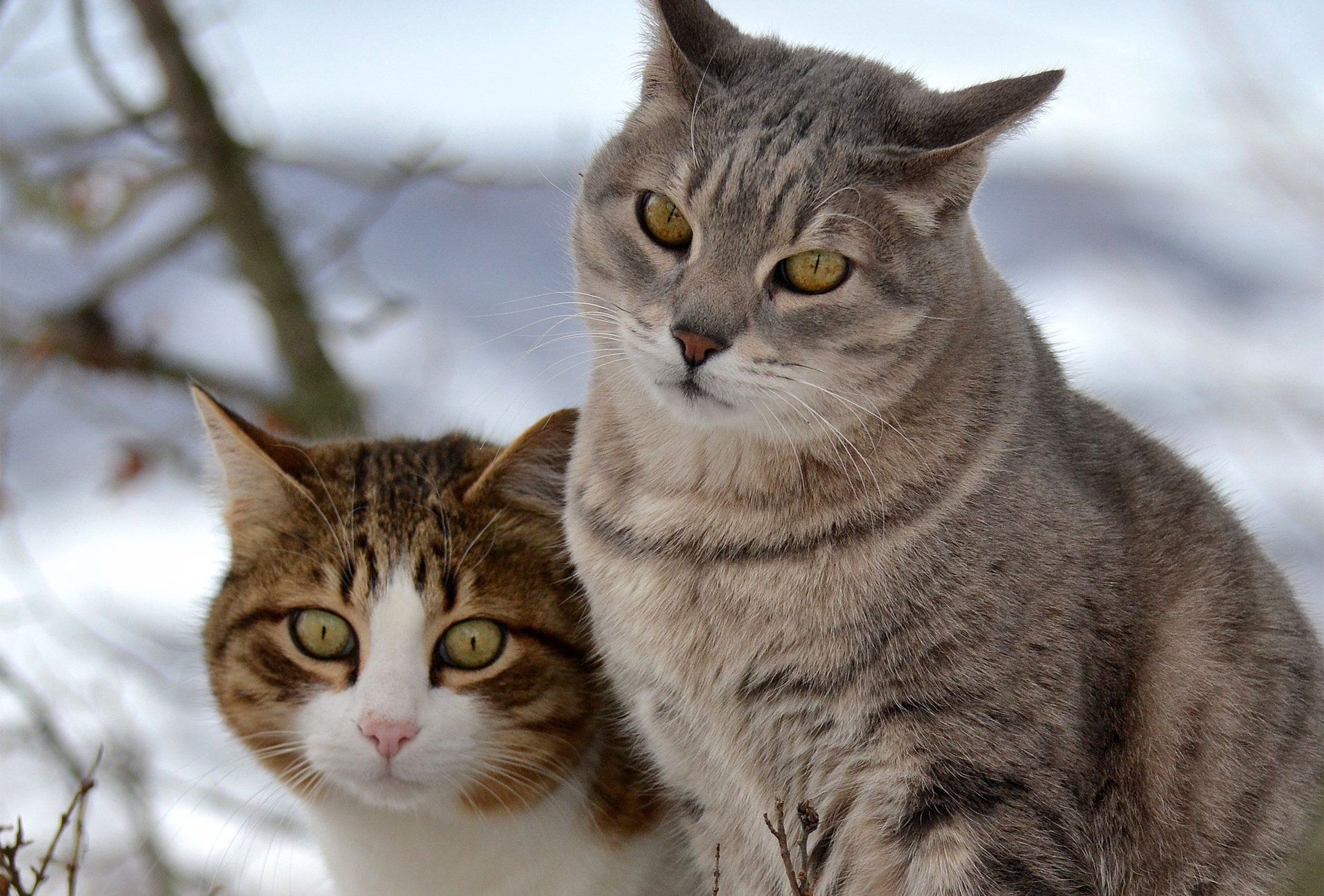 gatos gatos nieve dos caminar