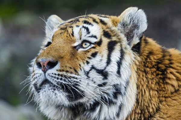 Hermosa mirada en el tigre