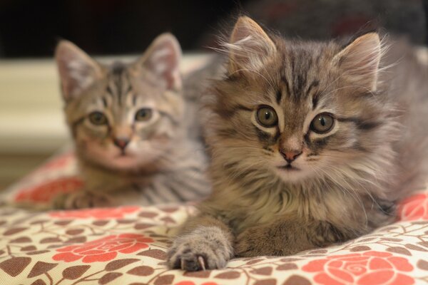 Deux chatons gris se trouve sur une couverture