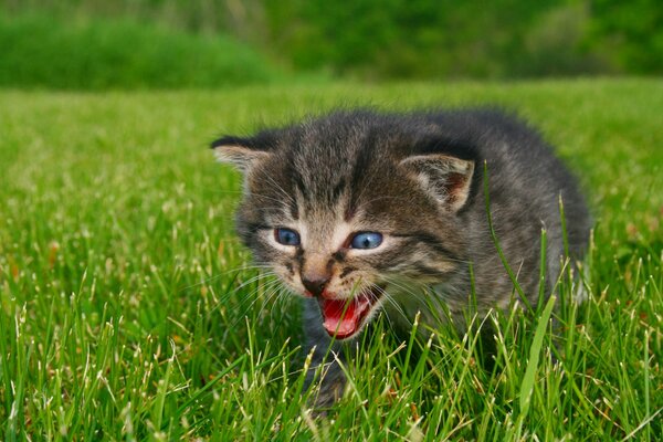 Pequeño gatito maullando en la hierba