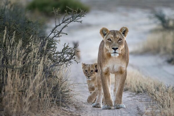 Leona con cachorro de León en la naturaleza