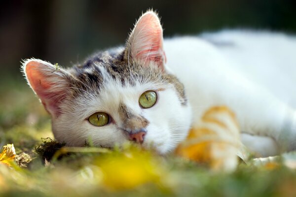 Cat on the background of summer