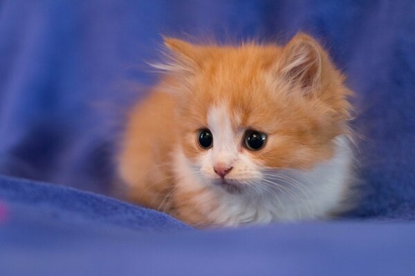 Red-haired little kitten on a blue background