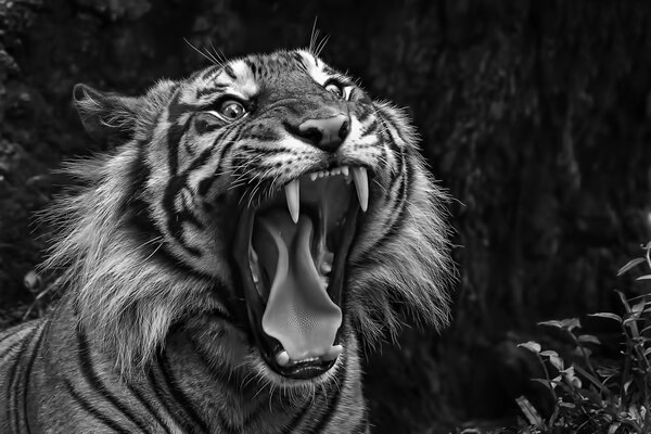 Black and white photo of a snarling tiger