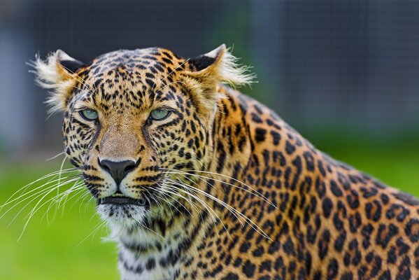 Predatory Gaze of a moustached leopard