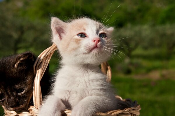 Chatons mignons dans le panier. Chaton noir et blanc