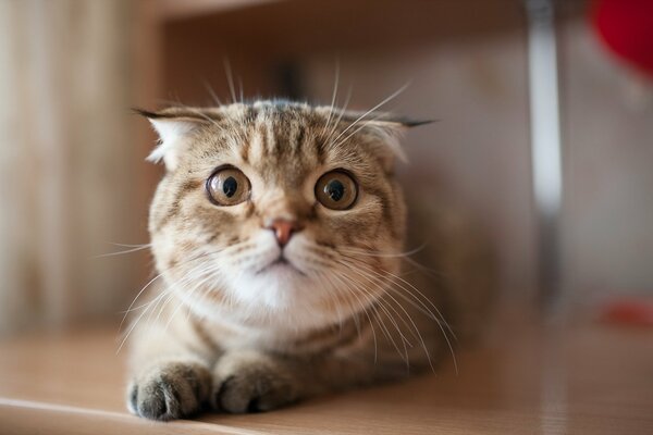 A cat lying on a table with a funny look