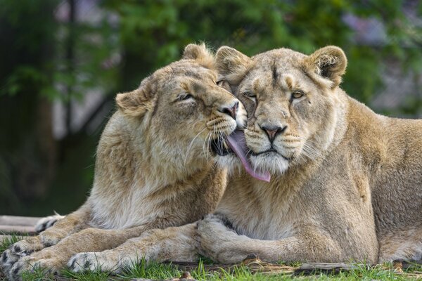 Лев и львица, кошачье семейство