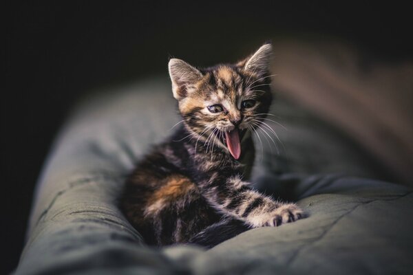 Kitten yawns sitting on the couch