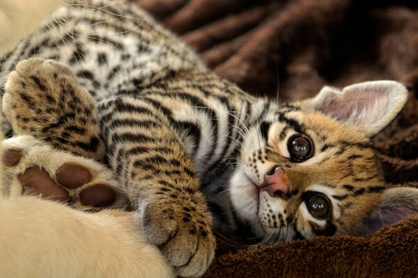 A beautiful kitten is lying on a blanket