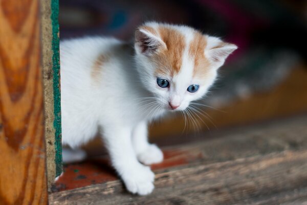 Joli petit chaton aux yeux bleus