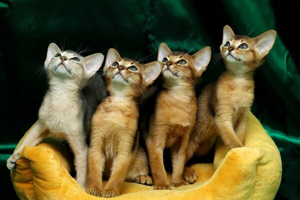 Cuatro gatitos con orejas mirando hacia arriba