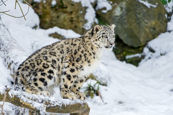 Léopard des neiges assis sur la neige