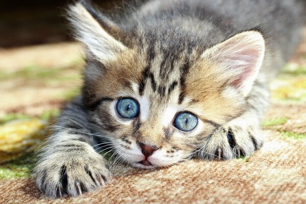 Katze mit großen blauen Augen