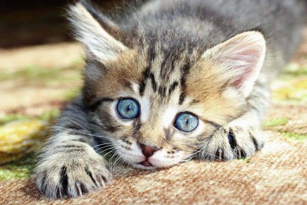 Gatto con grandi occhi azzurri