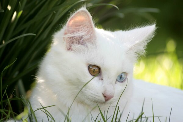 Weißes Kätzchen mit bunten Augen im hohen Gras