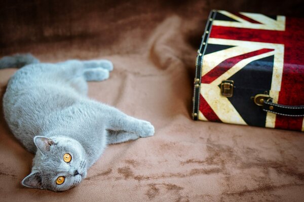 A gray cat with yellow eyes is lying and a suitcase with a British flag is lying next to it
