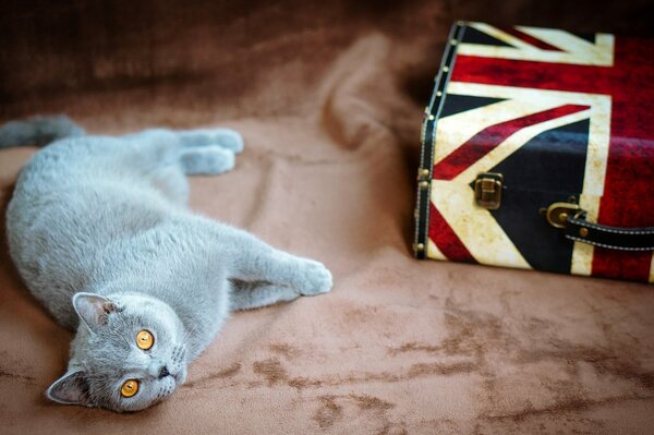 Un chat gris aux yeux jaunes se trouve et à côté se trouve une valise avec un drapeau britannique