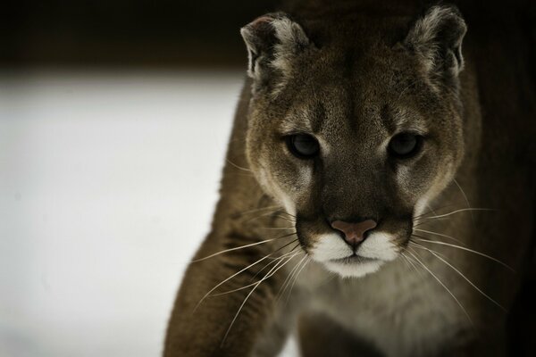 Puma se prepara para saltar en la nieve