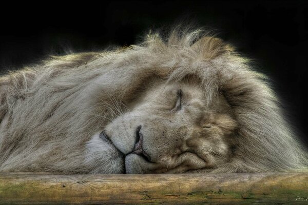 Царь зверей крепко спит