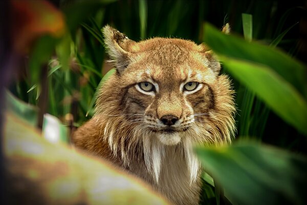 The look of a predatory lynx from the foliage