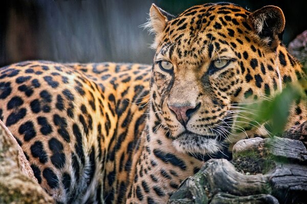 Il leopardo di color tigre guarda