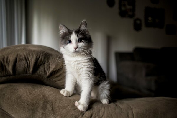 Chat tacheté assis sur une chaise