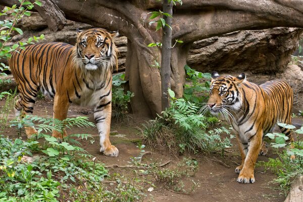 Ein Paar Tiger in freier Wildbahn