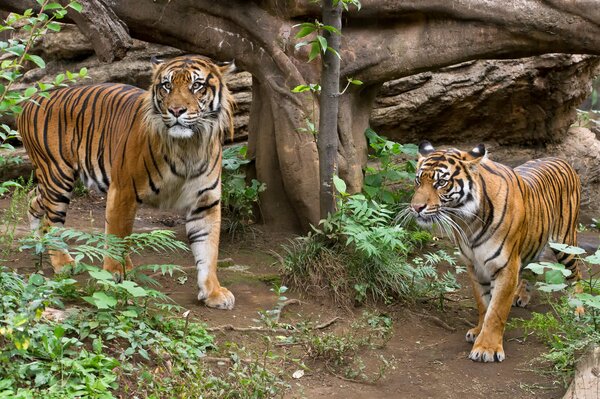 Couple de tigres dans la nature