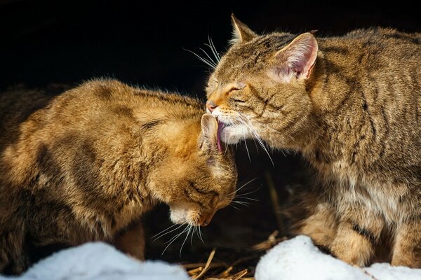 Los gatos se lavan unos a otros