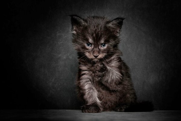 Gatito peludo oscuro sobre fondo negro