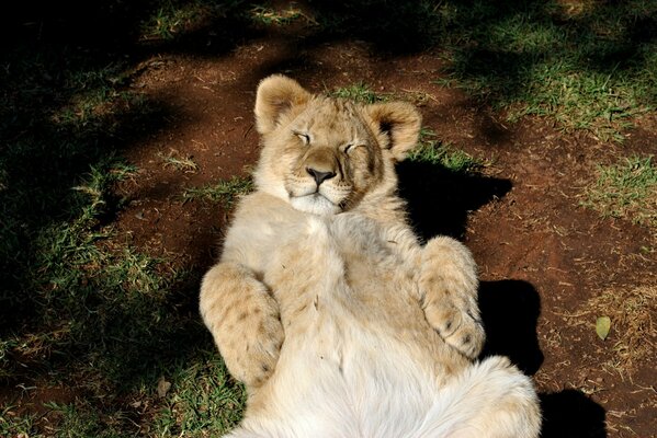 El León descansa al sol