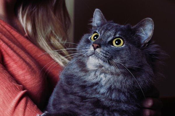 Eine graue Katze schaut einem Mädchen in die Augen