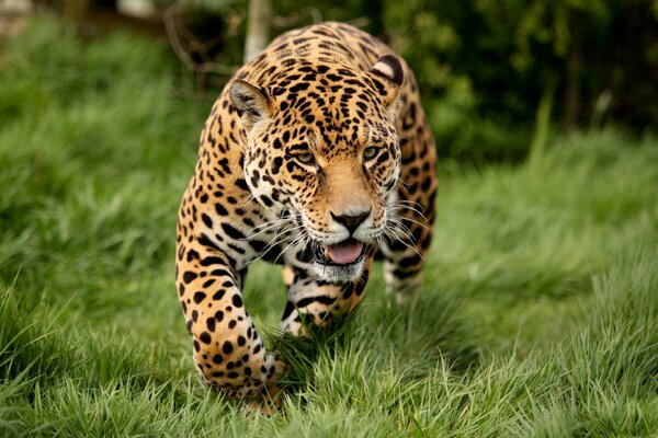 Hungriger Jaguar bereitet sich auf den Angriff vor