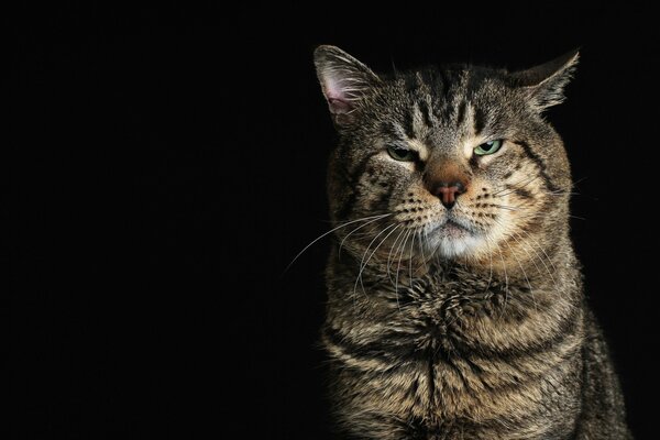 Regard réfléchi d un chat adulte