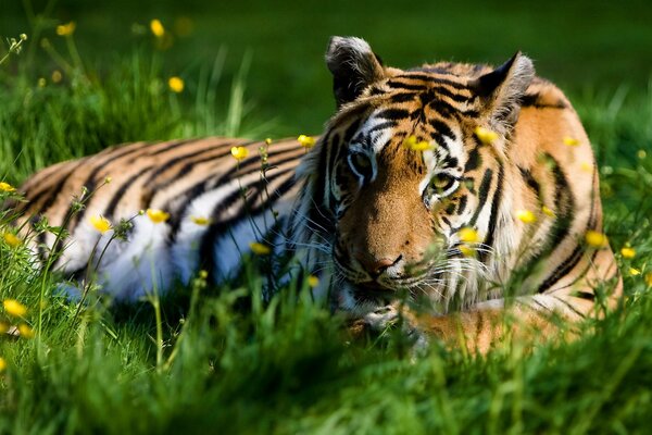 A big tiger lies in the grass with flowers