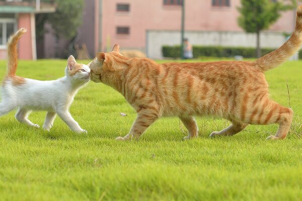 Meeting charming cats in the grass