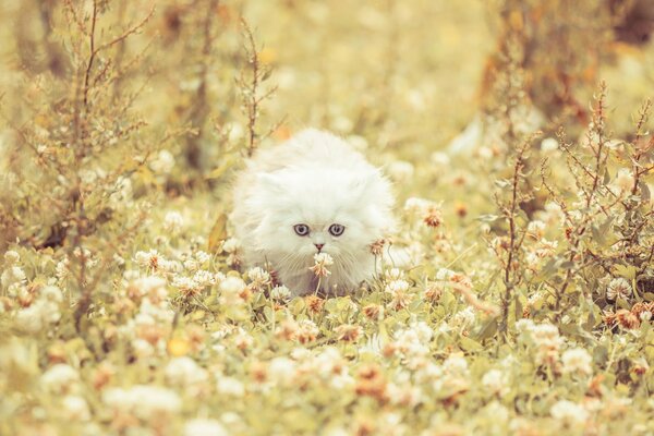 White fluffy kitten in clover