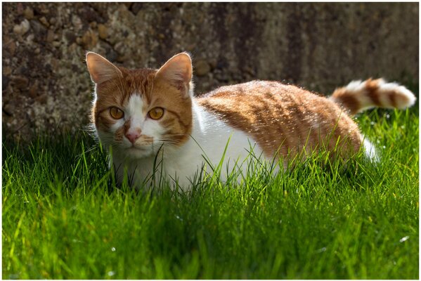 A red cat in the green grass