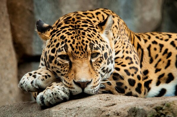 Jaguar cansado descansa después de la caza