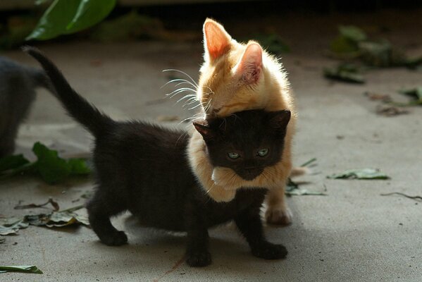 Deux chatons jouent, noir et rouge