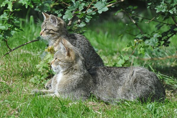 Ein Katzenpaar versteckt sich in einem Ast