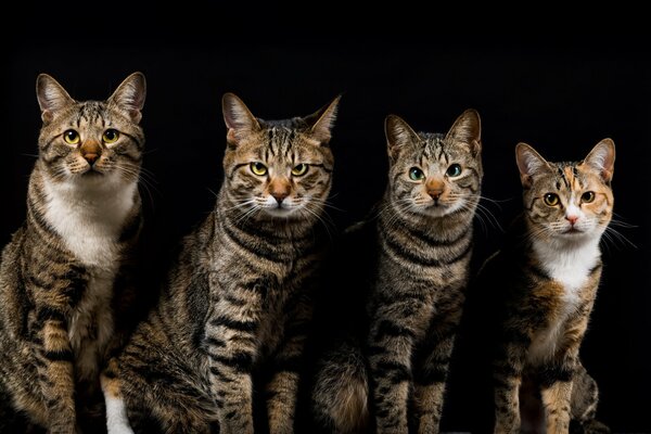 Striped cats on a black background